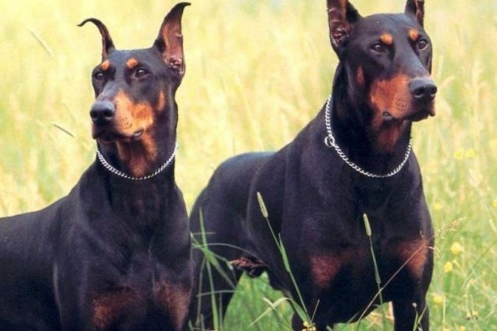 Самые злые собаки породы название с фото