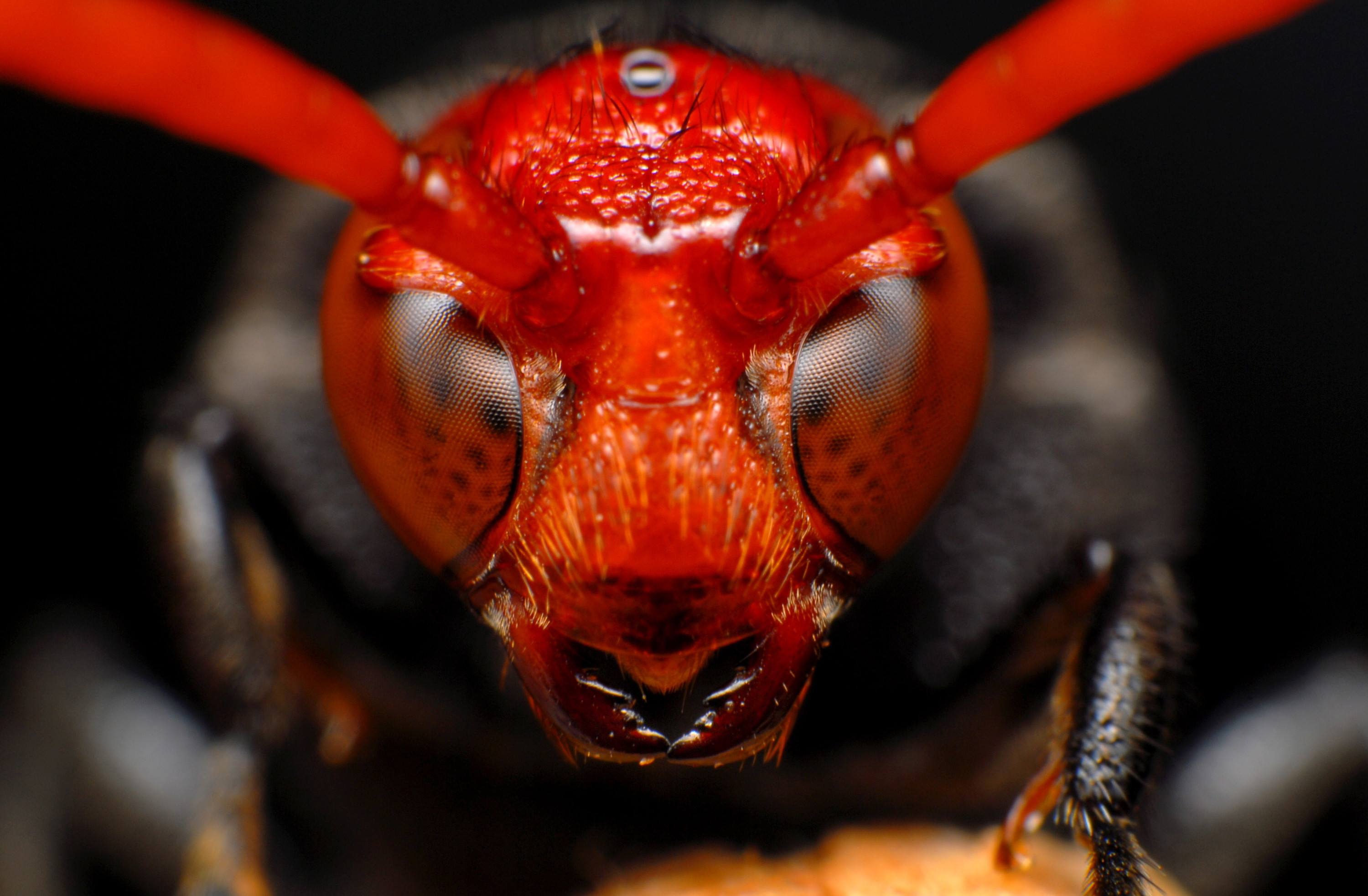 Страшный мир насекомых. Паук Шершень. Насекомые жуки муравьи. Муравьиный Шершень. Жук Шершень.