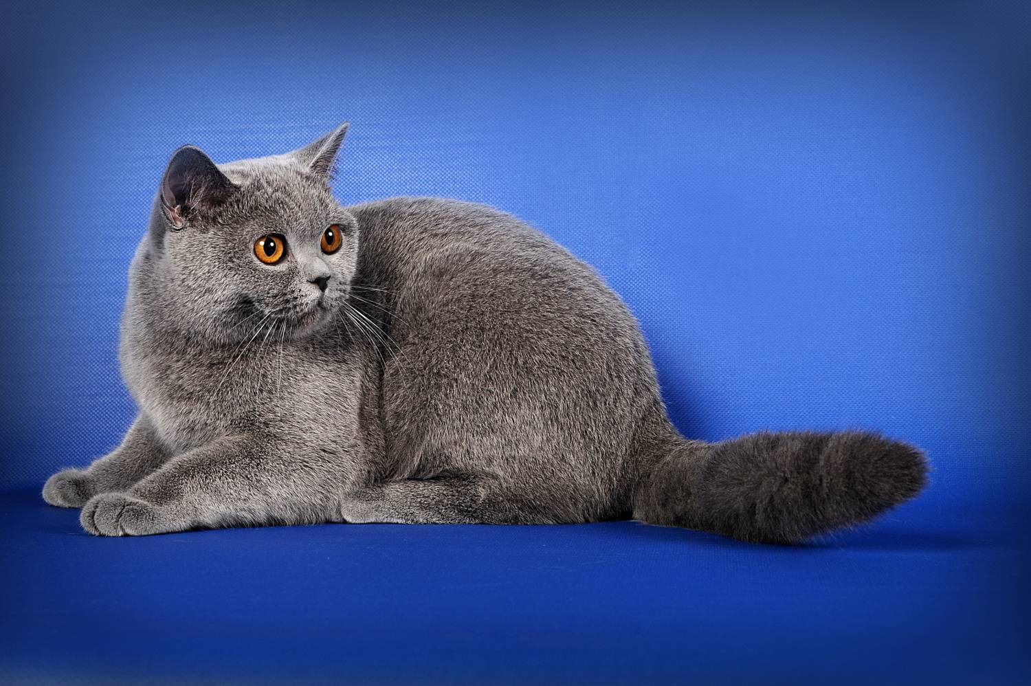Британская короткошерстная кошка основные. Британская короткошёрстная кошка. Британский короткошерстный кот серый. Британская короткошёрстная кошка голубая. Витанская короткошёрстная кошка.