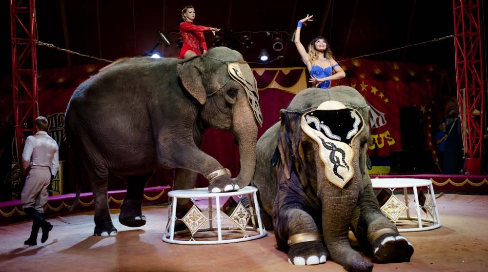 Цирк слонов билеты. Цирк огромных зверей. Цирк Буюк Британия. Цирк приехал. Слон и Жираф в цирке.