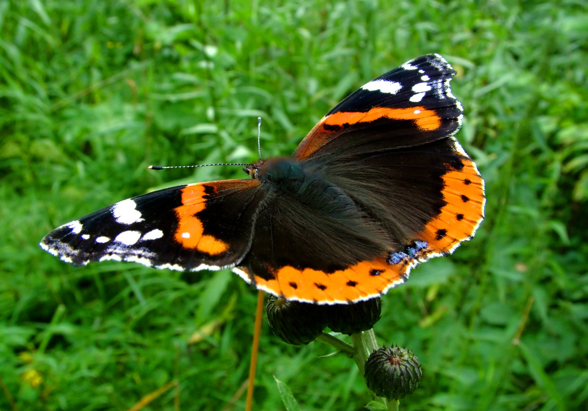 Красивейшие Бабочки Мира Фото С Названиями