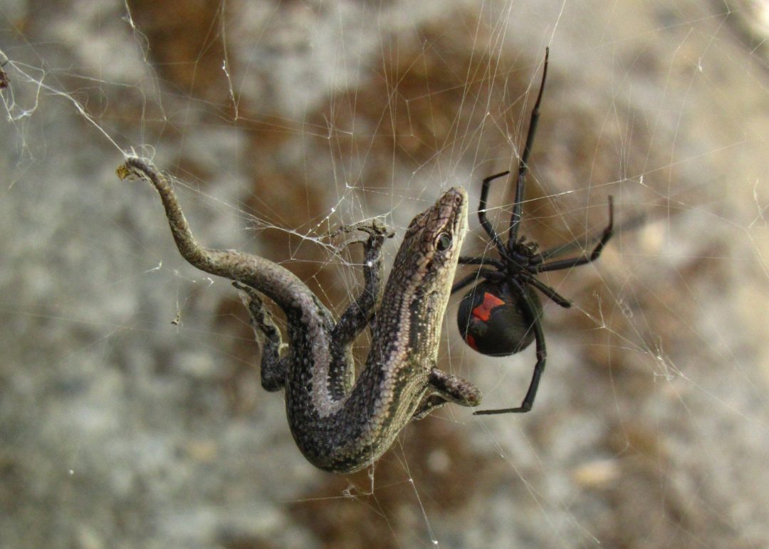 Ядовитые пауки австралии