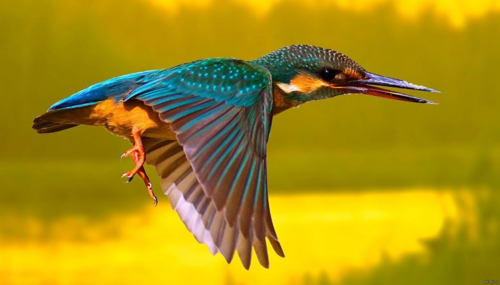 Фото красивых птиц в природе