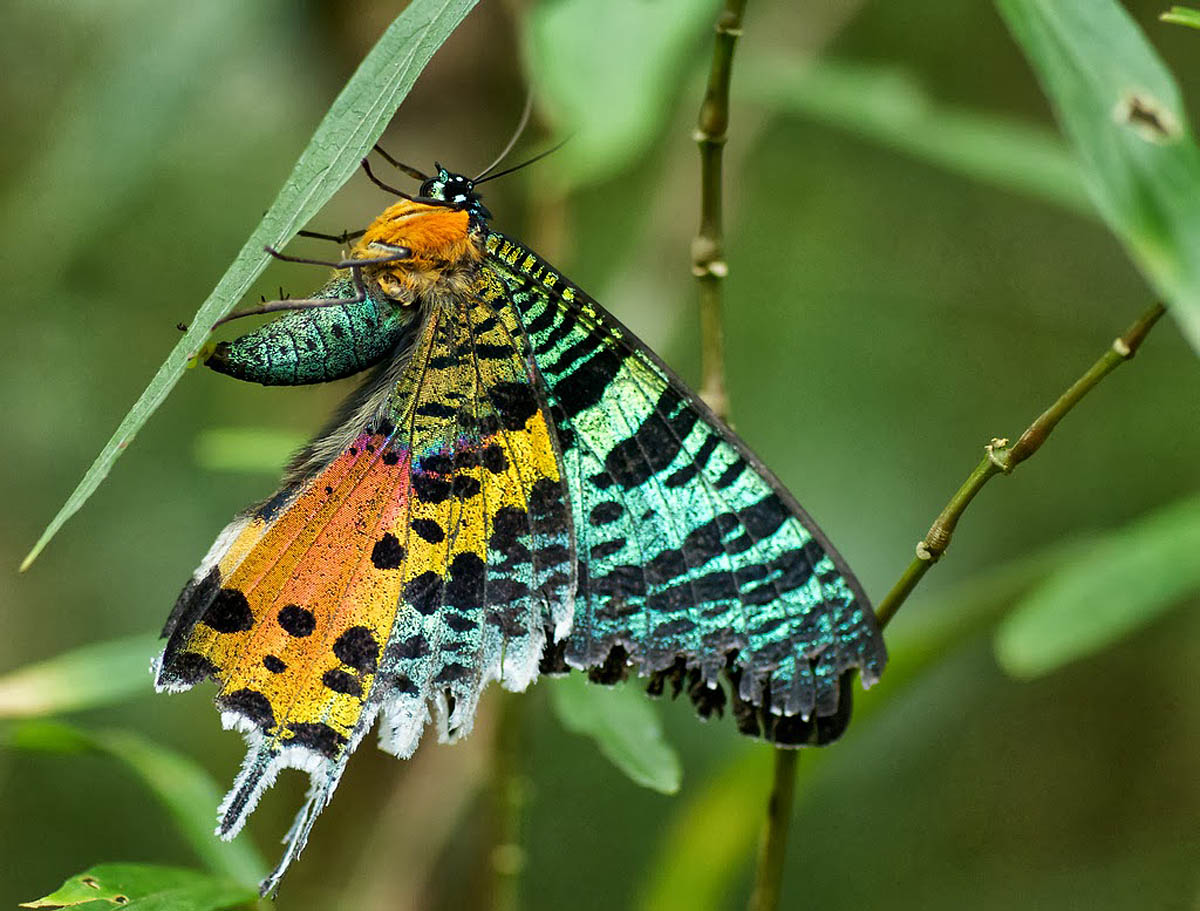 Бабочка Хамелеон
