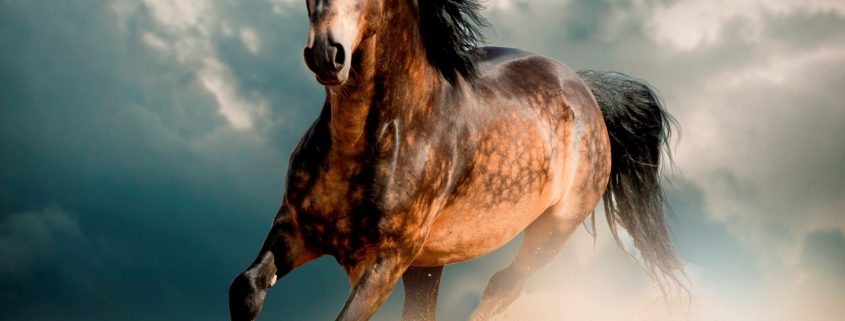 ТОП-7 самых красивых лошадей мира