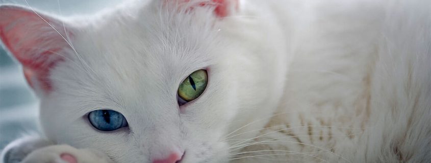 9 самых дорогих пород кошек в мире