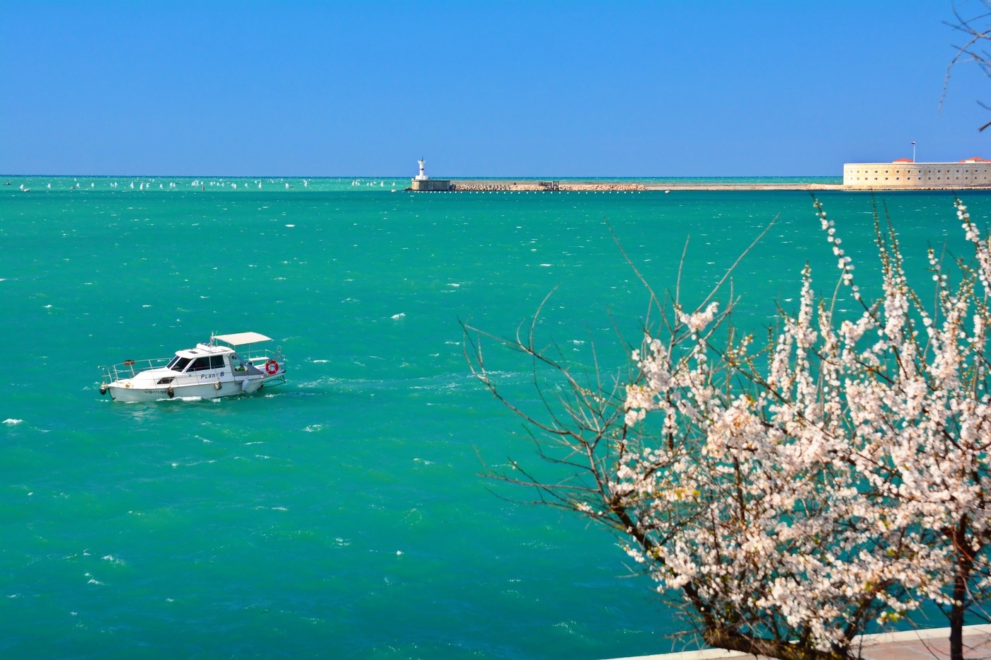 Крым в начале мая. Черное море Севастополь. Цветущий миндаль в Севастополе. Море весной. Севастопольское море.